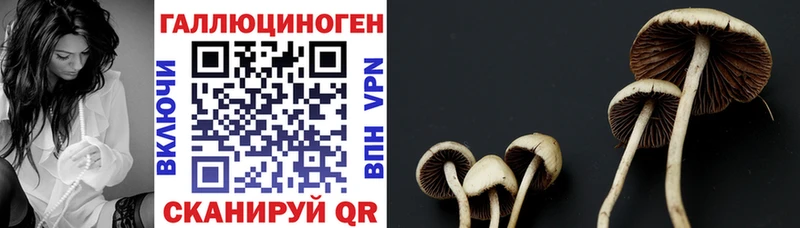 Псилоцибиновые грибы GOLDEN TEACHER  дарнет шоп  Тында 